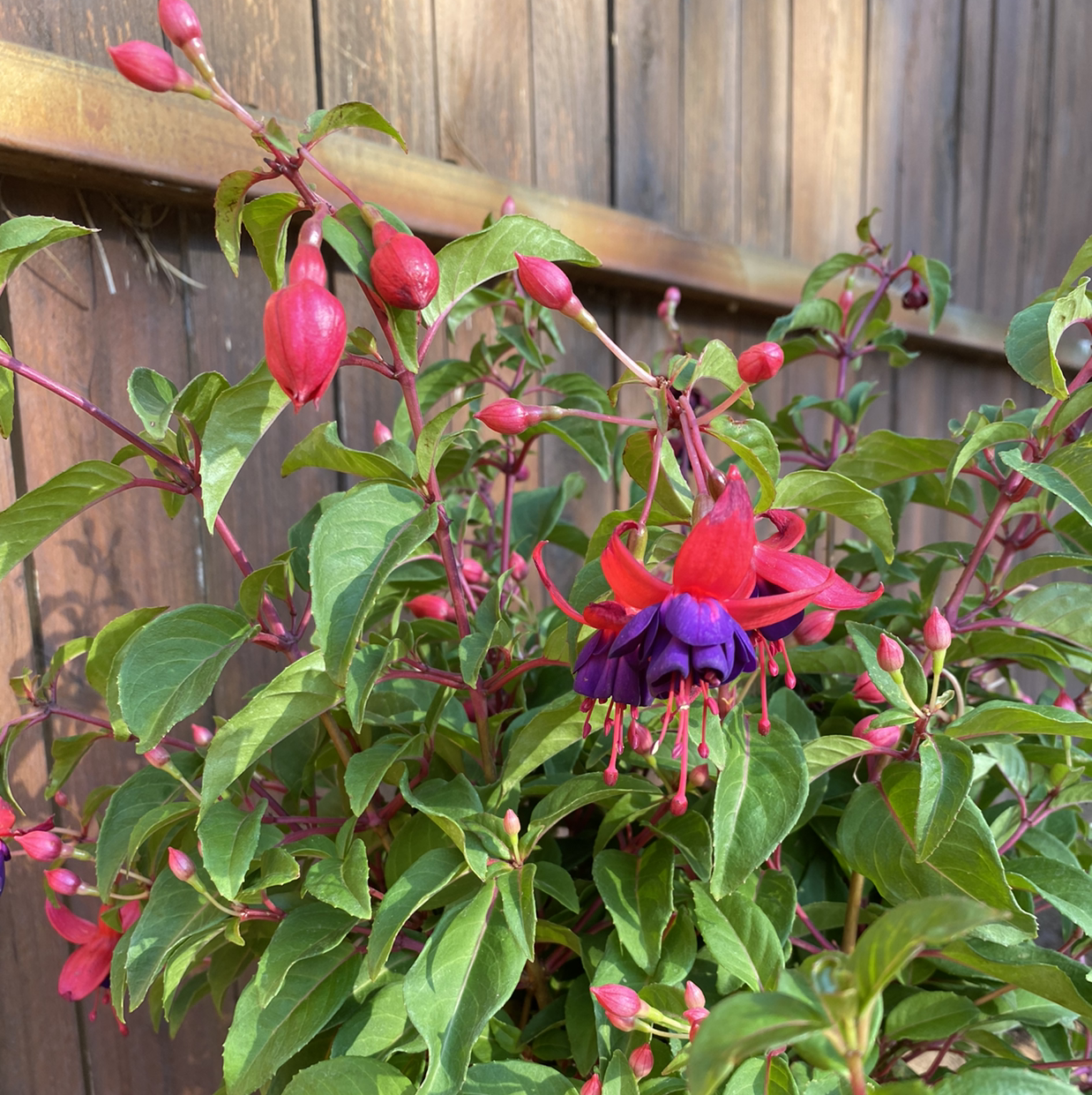 Photo of the plant species Hummingbird Fuchsia by @MrsKMPowell named Xena on Greg, the plant care app