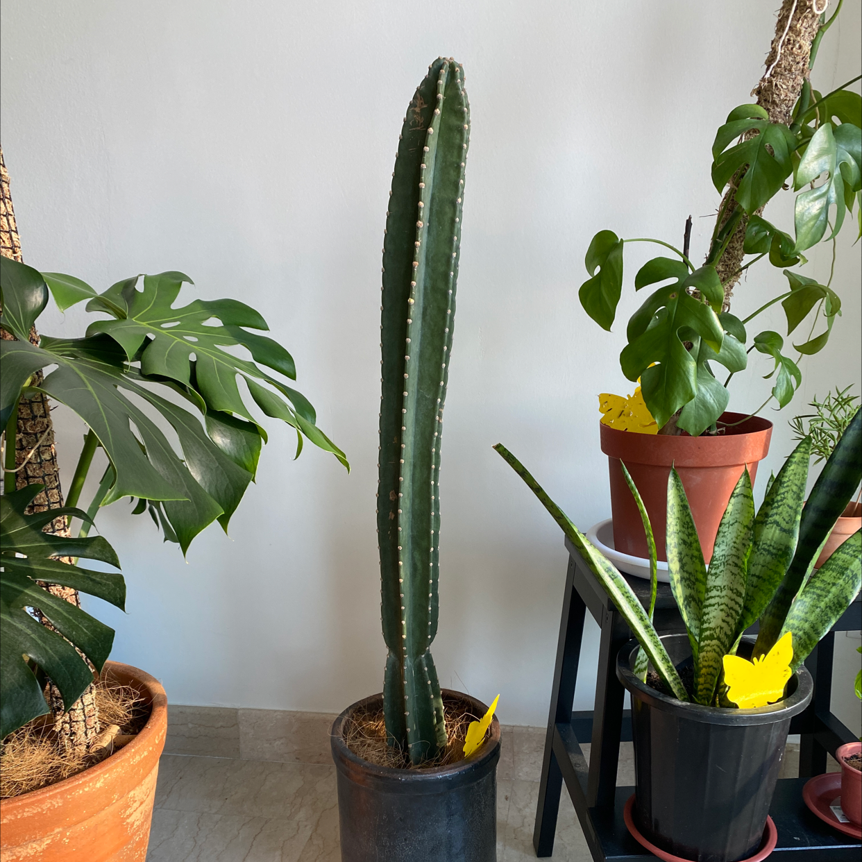 Photo of the plant species Narrow-angled Cereus by Nadia named Prince Long on Greg, the plant care app