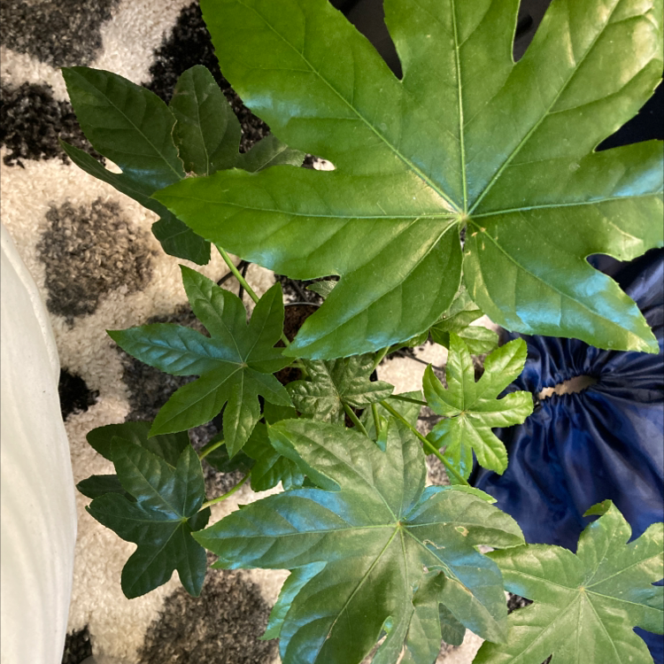 Fatsia plant with large, glossy, green leaves, appearing healthy.