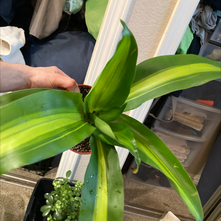 Basket Plant with vibrant green leaves held by a hand, background includes household items.
