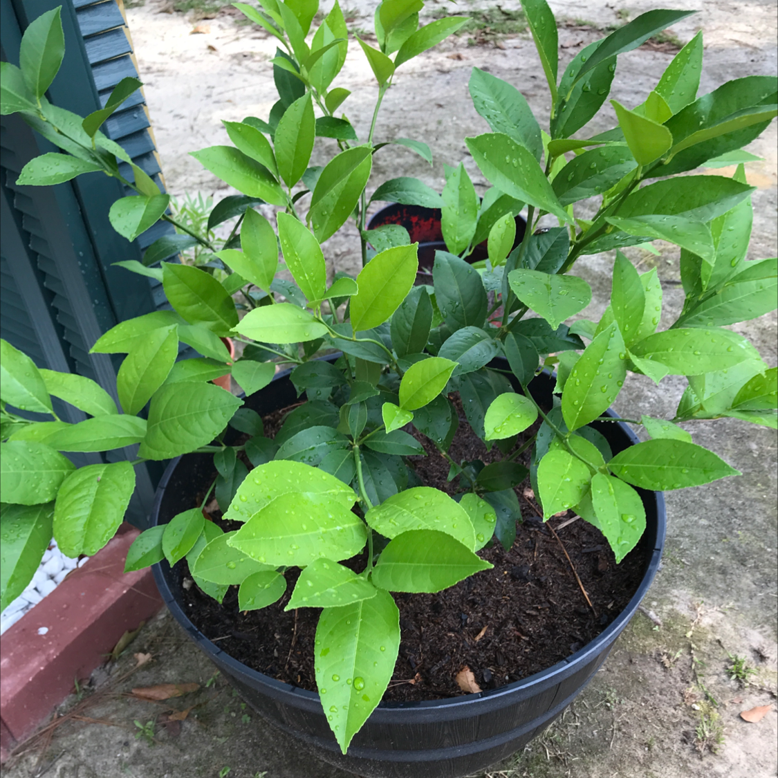 Potted Star Jasmine plant with healthy green leaves and visible soil.