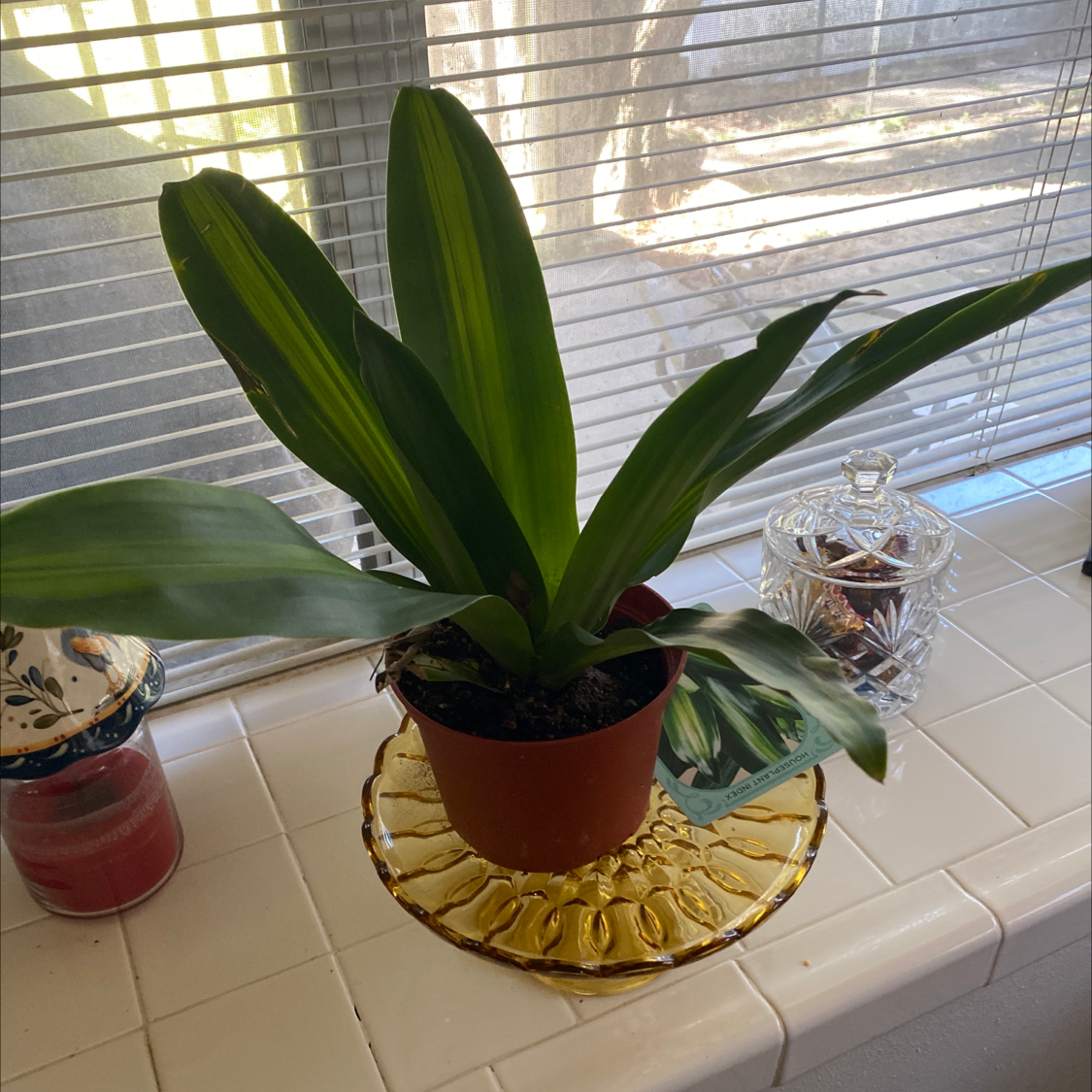 Potted Bush Lily with broad green leaves on a windowsill.