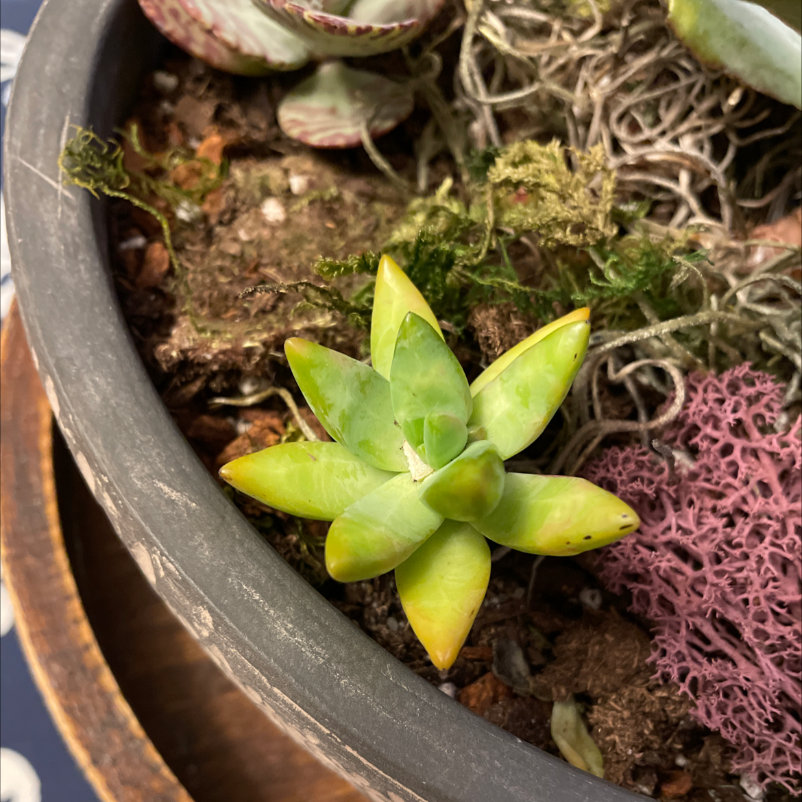 Bluff Lettuce succulent plant in a pot with visible yellowing leaves and soil.