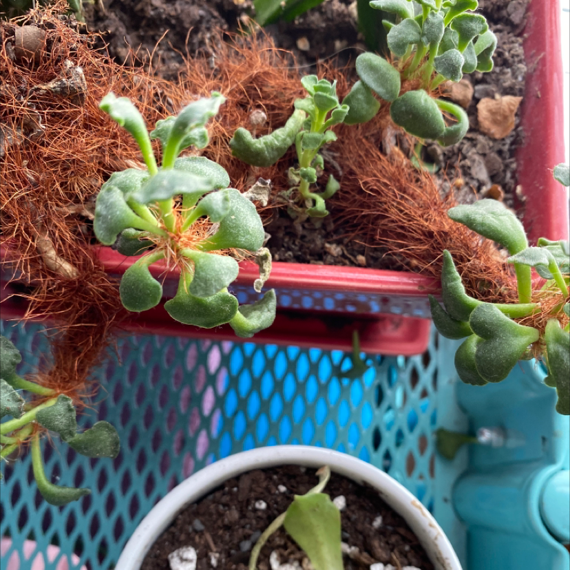 Pillow Feet Crinkle Leaf Plant with crinkled leaves in a container, visible soil, and some browning leaves.