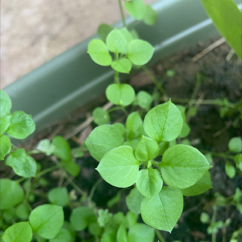 Photo of the plant species Common Chickweed by Rebekah named Your plant on Greg, the plant care app