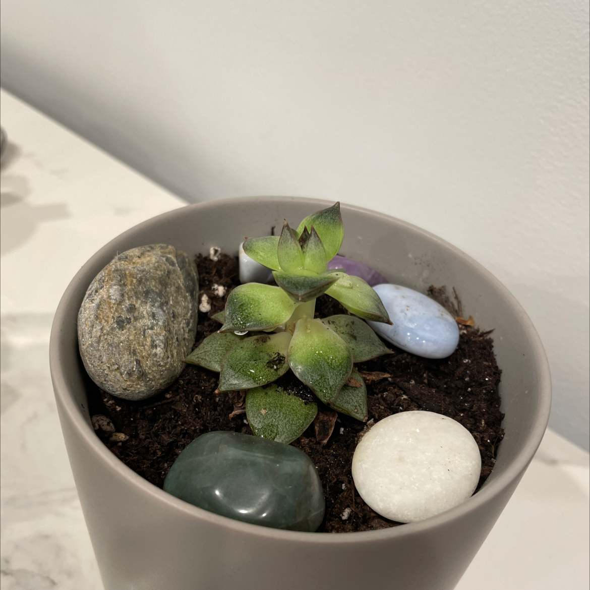 Echeveria purpusiorum succulent in a pot with decorative stones, some leaf browning visible.
