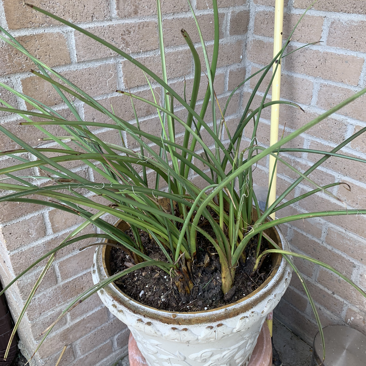 Potted Red Hot Poker plant with long, slender green leaves against a brick wall.