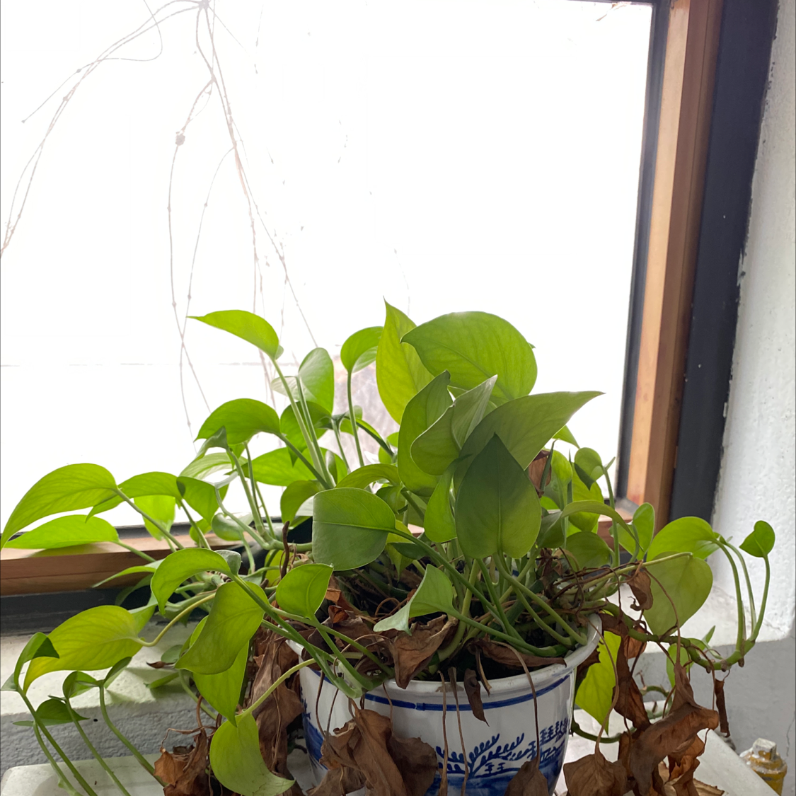 Taro Vine plant photo by Doudou named Maya on Greg, the plant care app.