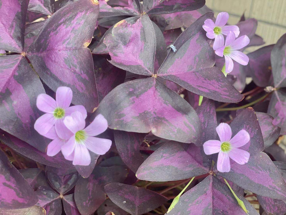 Purple Shamrocks plant photo by Doudou named Red on Greg, the plant care app.