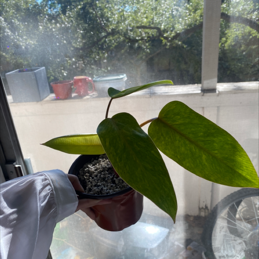 Philodendron 'Painted Lady' plant being held, vibrant green leaves with yellow variegation.