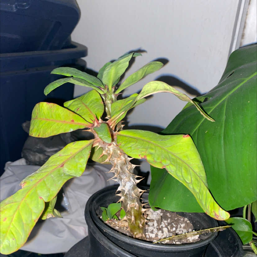 Crown of Thorns plant photo by @jennalea__ named Corona de cristo on Greg, the plant care app.