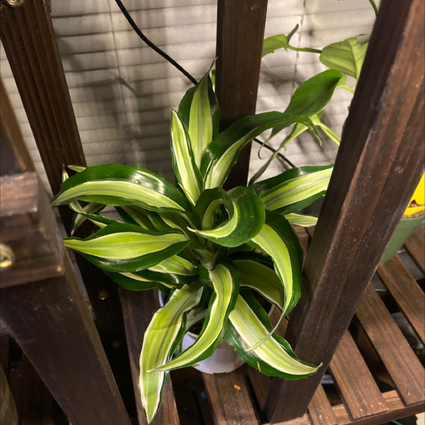 Cornstalk Dracaena plant photo by @jennalea__ named Stripe on Greg, the plant care app.