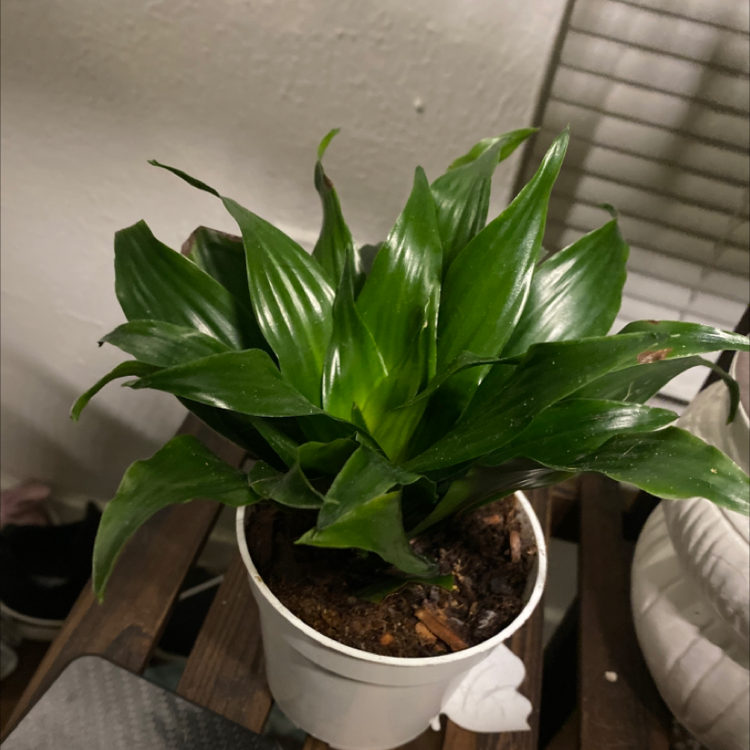 Cornstalk Dracaena plant photo by @jennalea__ named Pineapple head on Greg, the plant care app.