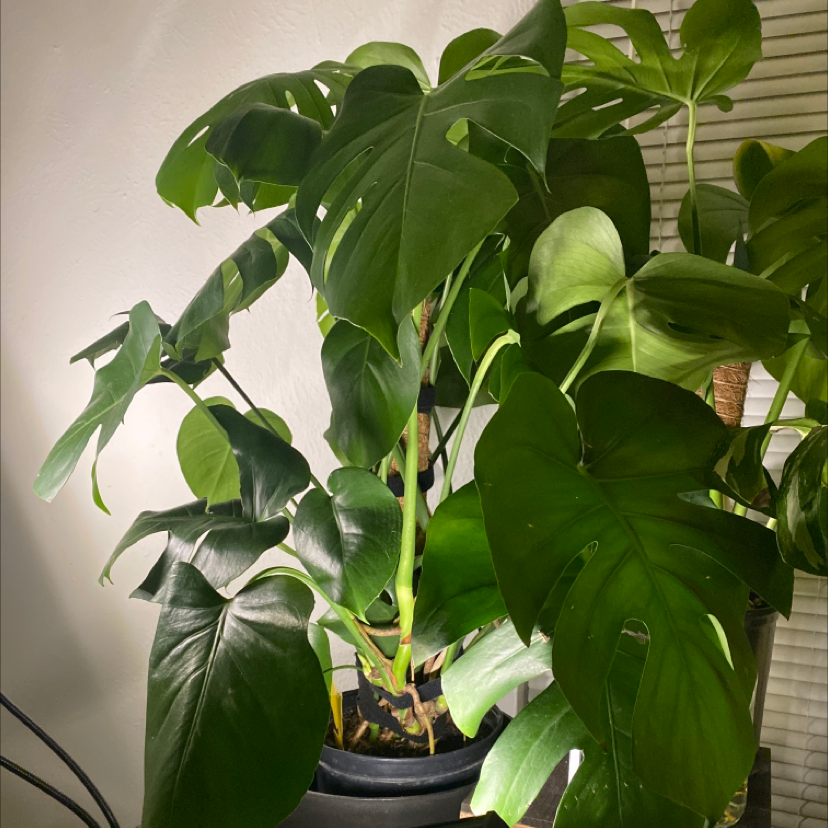 Monstera plant photo by @jennalea__ named Monstera mama on Greg, the plant care app.