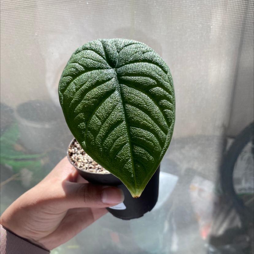 Photo of the plant species alocasia rhino skin by @jennalea__ named Rhinny on Greg, the plant care app