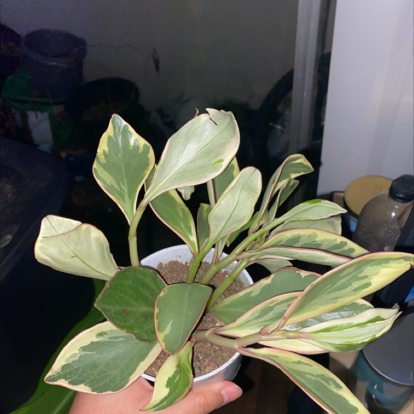 Photo of the plant species Peperomia 'Ginny' by @jennalea__ named Pepperoni on Greg, the plant care app
