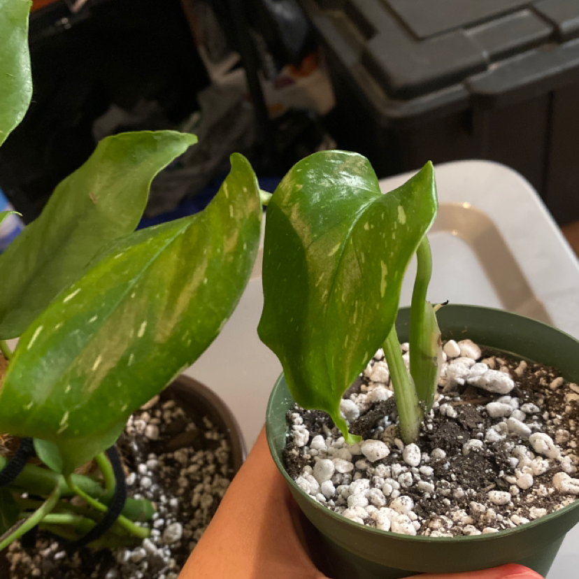 Photo of the plant species Monstera Cobra by @jennalea__ named Monstera Standleyana on Greg, the plant care app