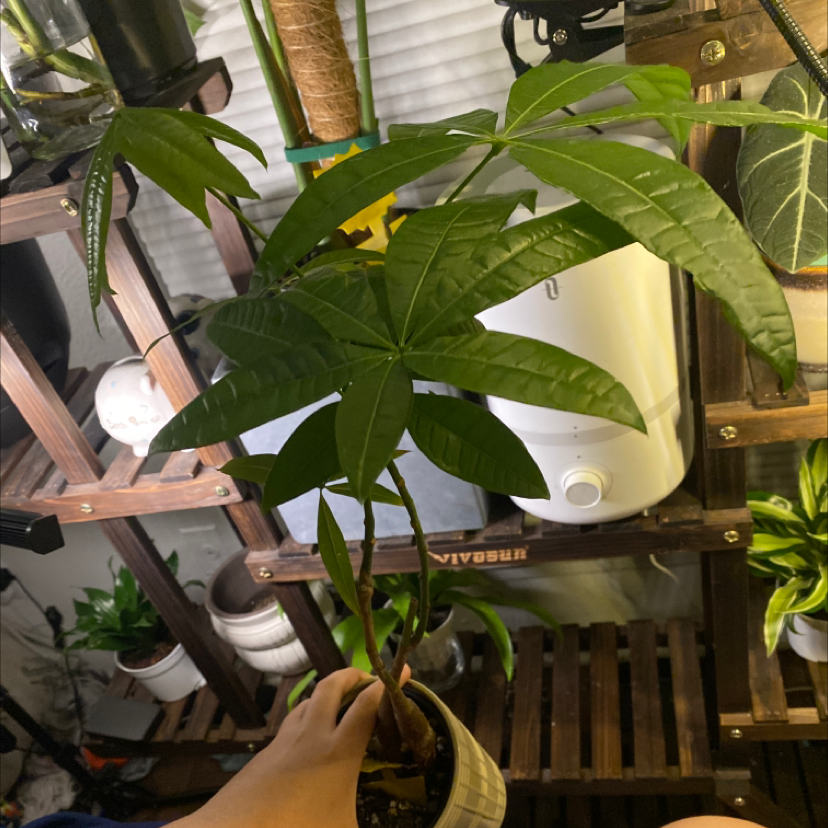 Money Tree plant photo by @jennalea__ named Money grows on trees on Greg, the plant care app.