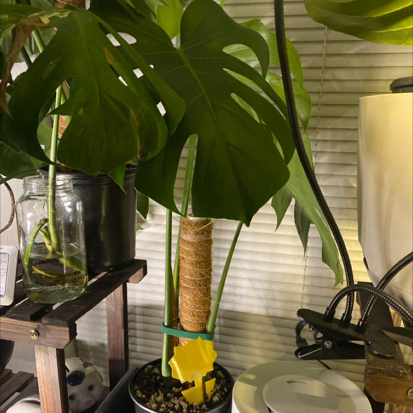 Monstera plant photo by @jennalea__ named Monstera baby 1 on Greg, the plant care app.