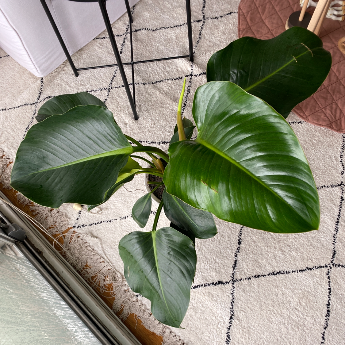 Philodendron 'Congo' plant with large, glossy green leaves, well-framed and centered.