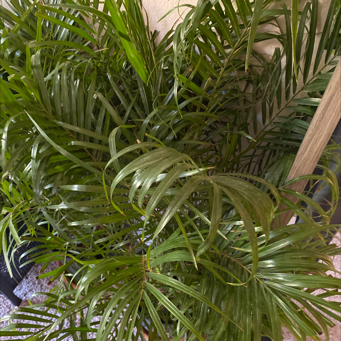 Close-up view of a healthy, lush pygmy date palm plant with vibrant green feather-like fronds, likely an indoor houseplant.
