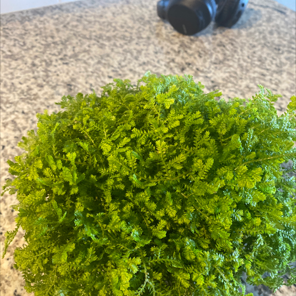 Overhead view of a small, healthy, bright green club moss plant with dense foliage, photographed against a neutral granite background.