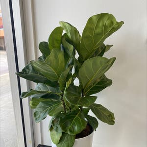 Fiddle Leaf Fig plant photo by @Laura321 named Hedwig on Greg, the plant care app.