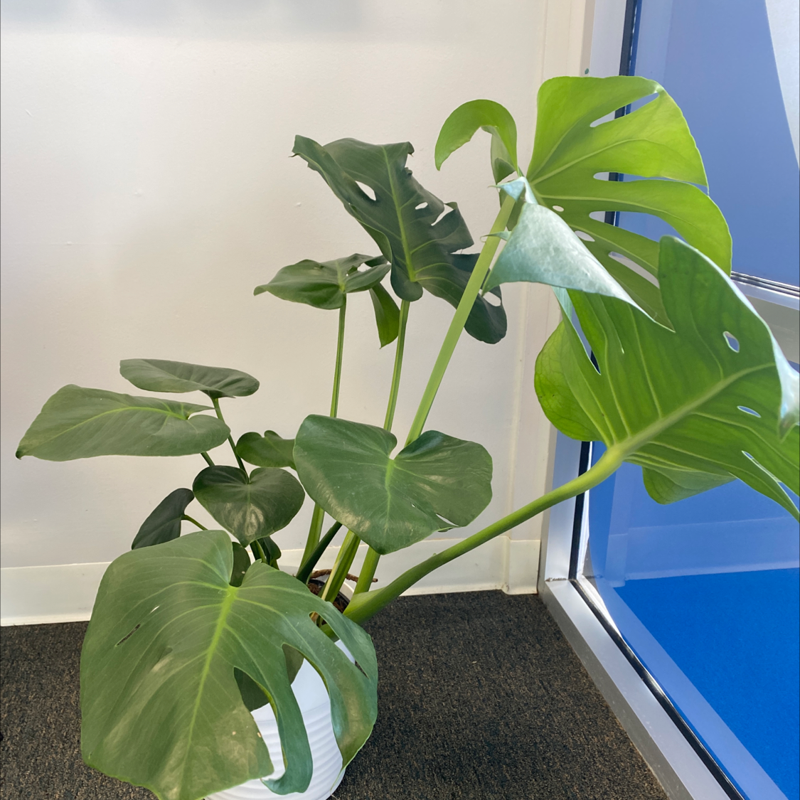 Monstera plant photo by @Laura321 named Coco on Greg, the plant care app.