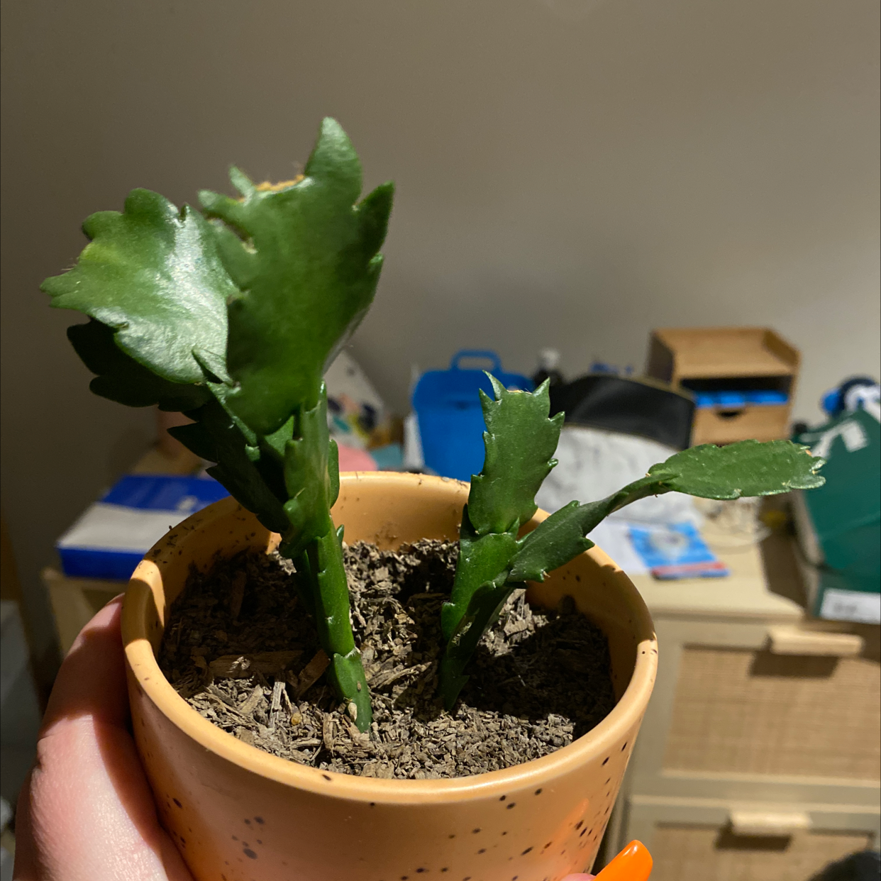 Photo of the plant species Zygo Cactus by @jadewray named Bob on Greg, the plant care app