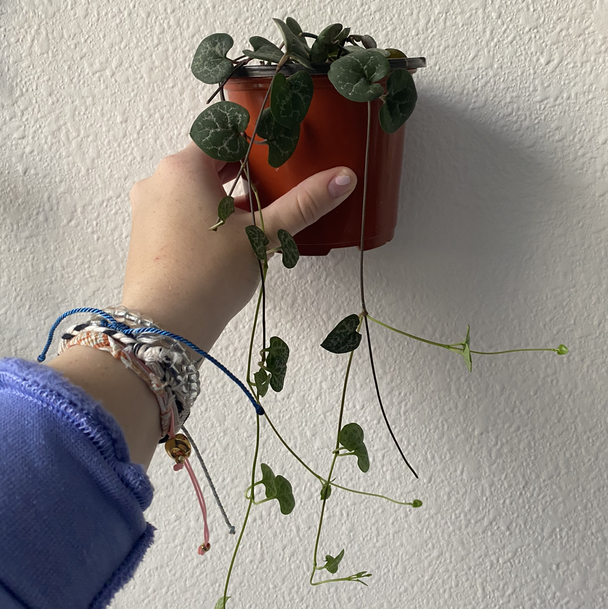 A healthy Chain of Hearts plant with lush green leaves, held in a hand with tattoos, growing in a terra cotta pot.