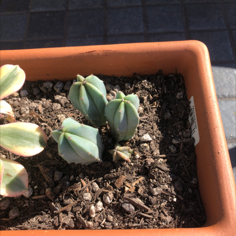 Blue Myrtle Cactus in a terracotta pot with visible soil.
