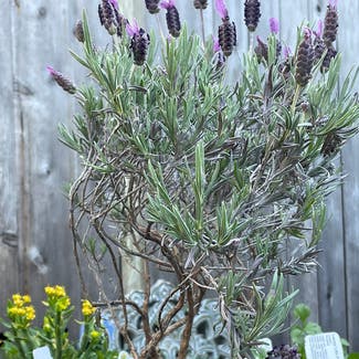 Lavender plant in Santa Cruz, California