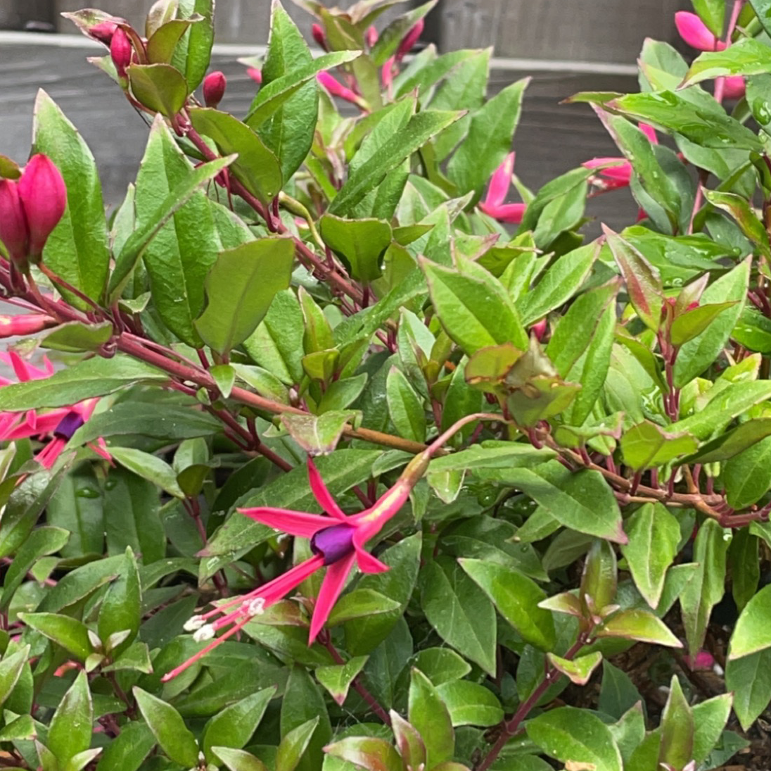 Photo of the plant species Glaziou's Fuchsia by @plantdaddy_18 named keanu leaves on Greg, the plant care app