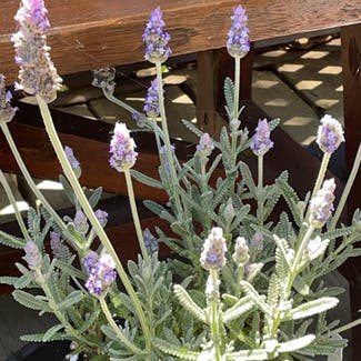 French Lavender plant in Santa Cruz, California