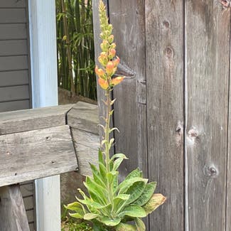 Common Foxglove plant in Santa Cruz, California