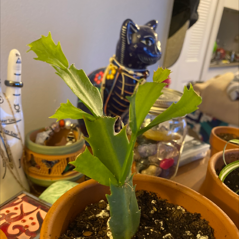 Photo of the plant species True Christmas Cactus by @king-dingus named Noel on Greg, the plant care app
