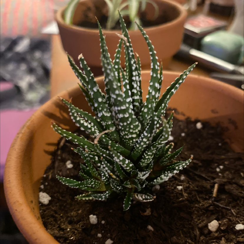 Zebra Plant plant photo by @king-dingus named Bert on Greg, the plant care app.