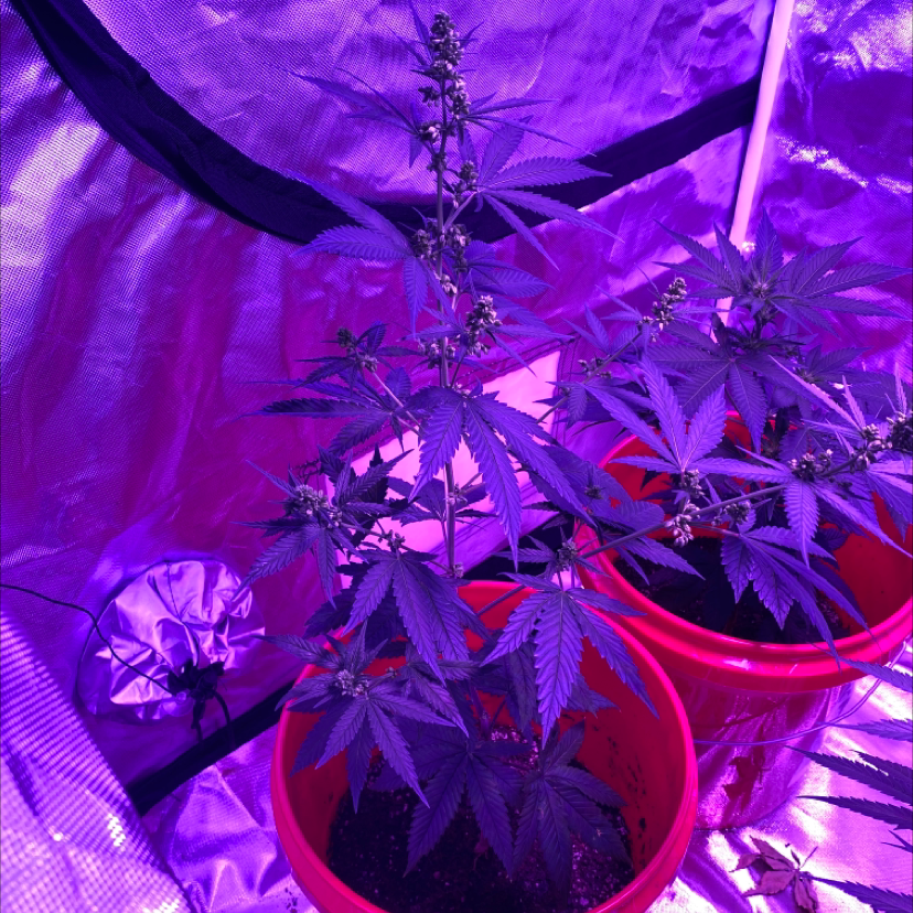 Two healthy marijuana plants in red pots under purple grow lights.