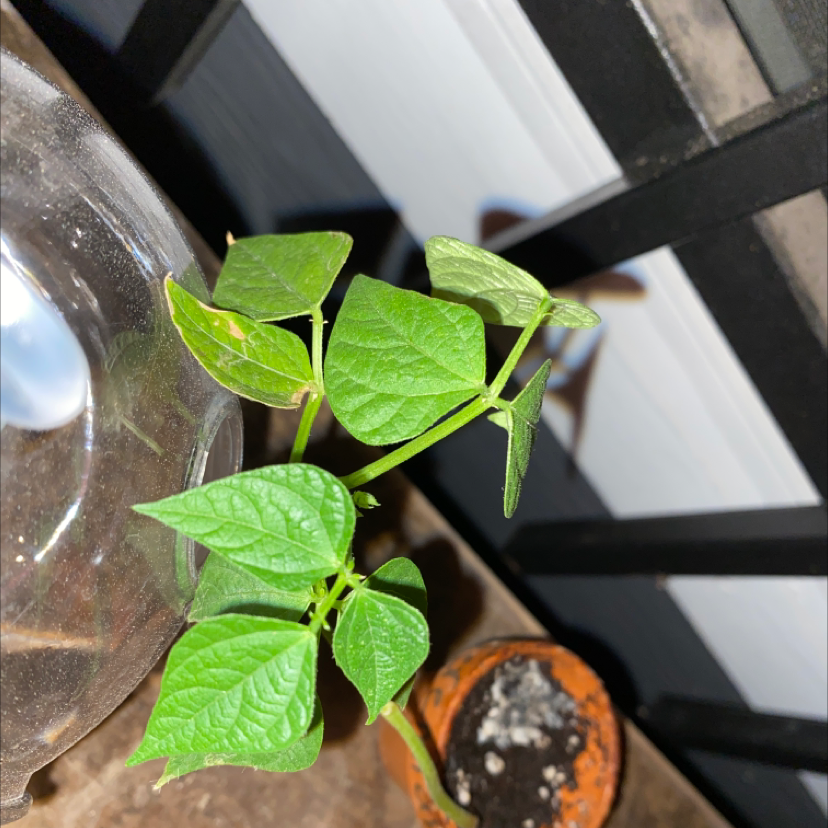 Young Common Bean plant with healthy green leaves in a pot with visible soil.
