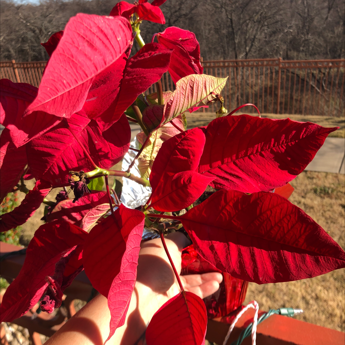 Poinsettia plant with red leaves, some yellowing and browning, held by a hand.