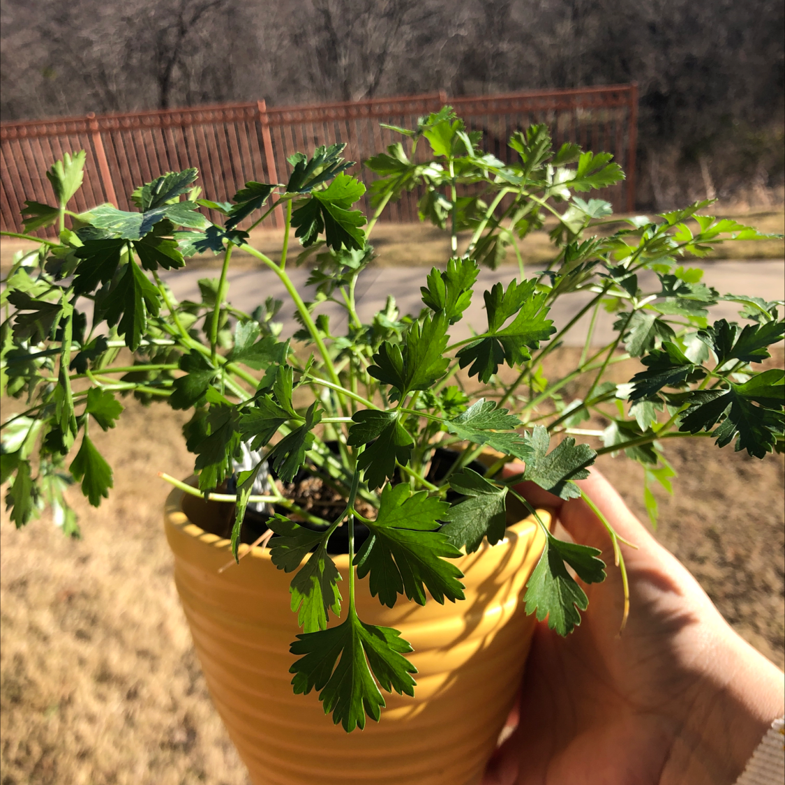 Potted Italian Parsley plant held by a hand in an outdoor setting.