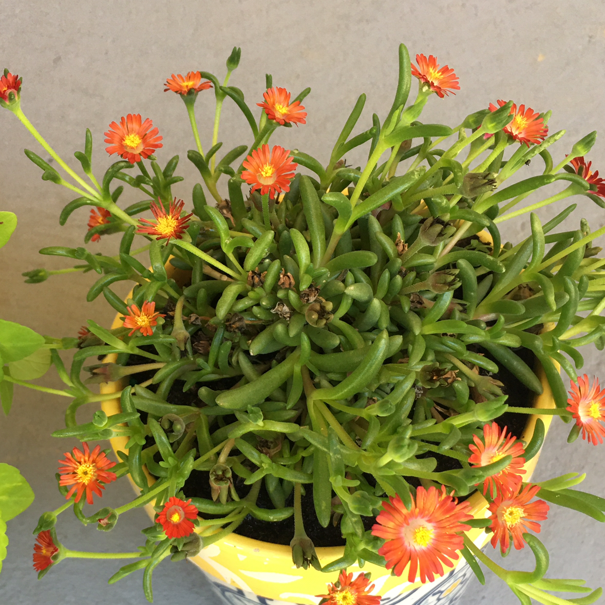 Coppery Mesemb plant with vibrant orange flowers in a pot.