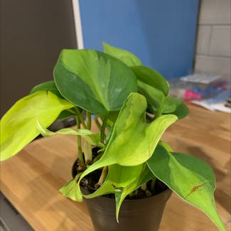 Philodendron Brasil plant in Middletown, Connecticut