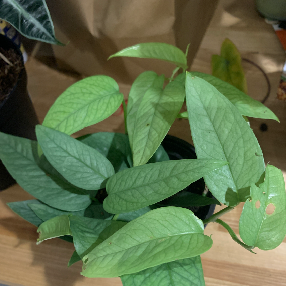 Cebu Blue Pothos plant with healthy green leaves and minor blemishes.