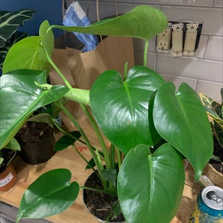 Monstera plant in Middletown, Connecticut