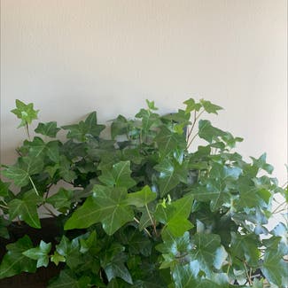 English Ivy plant in Middletown, Connecticut