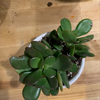 Jade plant in Middletown, Connecticut