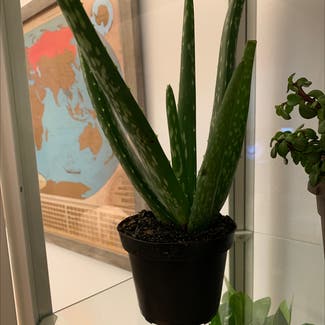 Aloe Vera plant in Middletown, Connecticut