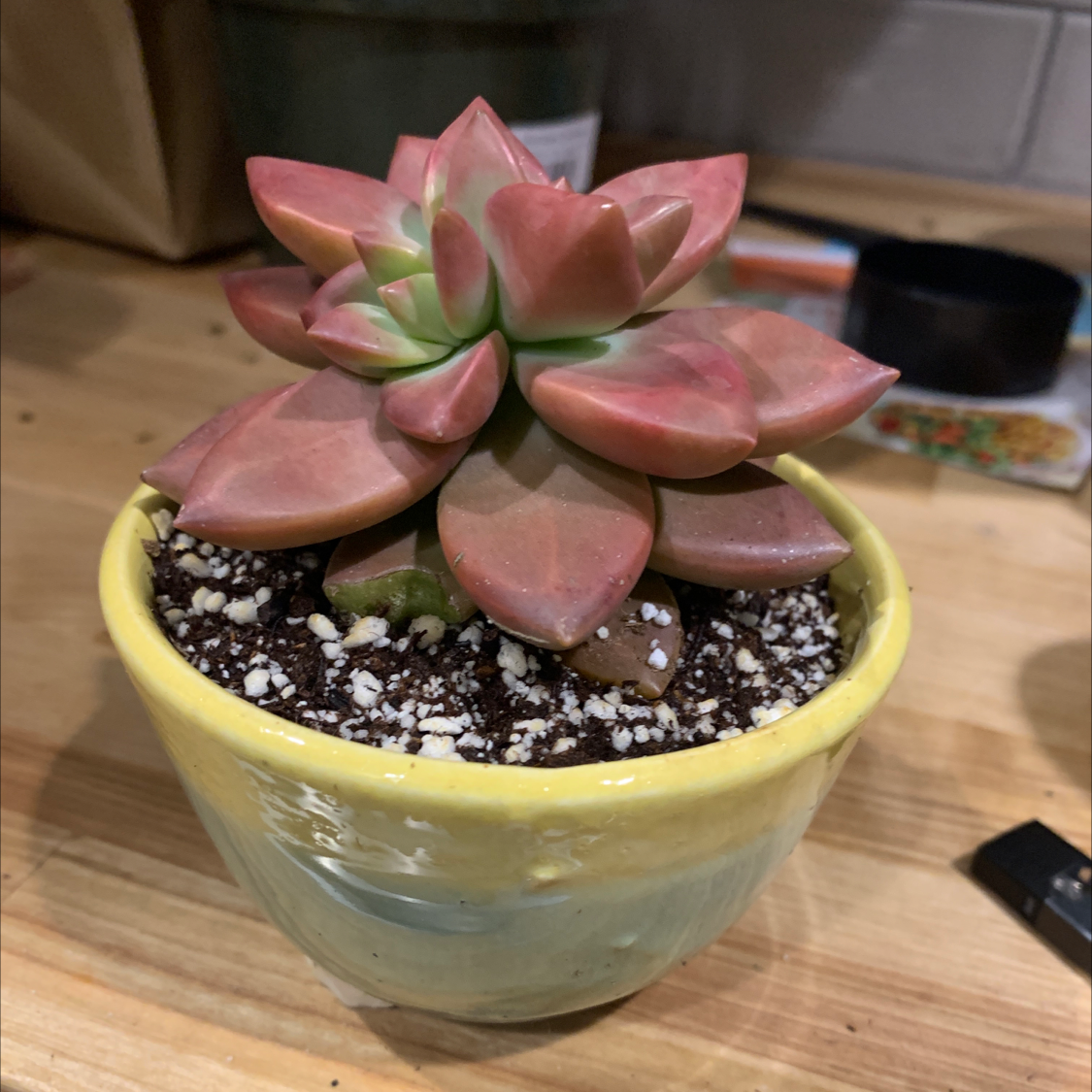 Photo of the plant species Echeveria carnicolor by @Wallflowerr named Kesha on Greg, the plant care app
