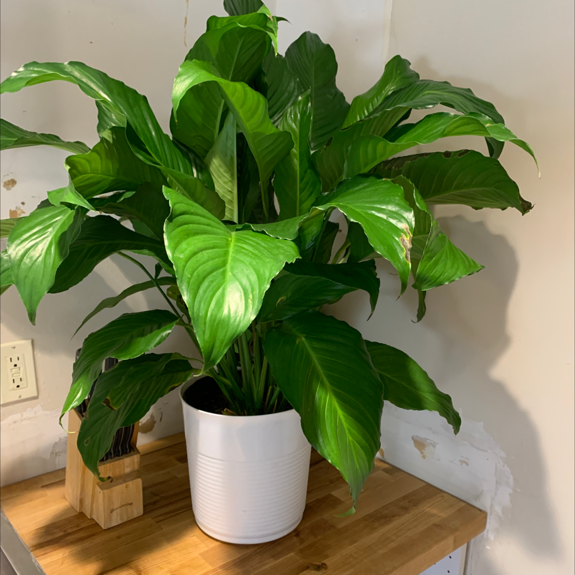 Photo of the plant species Peace Lily by @Wallflowerr named Demi on Greg, the plant care app